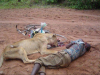 died fighting lion