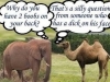 elephant and camel joke