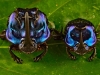 12_blue_dung_beetle-new-species-found-in-tropical-rainforest