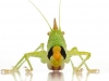 8_katydid-new-species-found-in-tropical-rainforest
