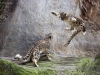 Flying snow leopard