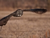 Great Gray Owl in Flight 1600 share