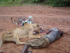 died-fighting-lion