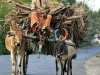 indian farmer