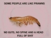 some people are like prawns